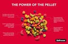 Zupreem Fruitblend Pellets Bird Food For Parakeets Budgies 2 Lb Pack Of 2