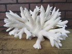 Huge Genuine  Snowflake Coral Aquarium Decor Beach Wedding 12 5  X 10  Sh-14