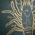 Vintage   a Textbook Of Arthropod Anatomy  R e  Snodgrass 1965 - Green Staging