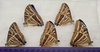 Lot Of 5 Morpho Zephyritis A2 Plus 2 Wings To Repair Unmounted Wings Closed 