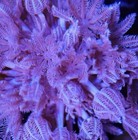 Live Purple Pulsing Xenia Coral 1    Frag Reef Tank Soft Coral