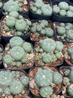5-6cm Succulent Plant Cactus Home Potted Garden Beautiful  Plants
