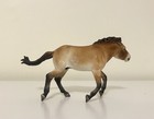 Custom Przewalski Model Horse