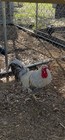 18   6 Extra Rainbow Hatching Eggs From Purebred Chickens  no Barnyard Mixes 