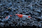 10 Red Rili Live Aquarium Shrimp Neocaridina By Soshrimp