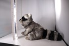 Raccoon Bean Filled Stuffed Animal Plush Soft Toy Aurora Miyoni