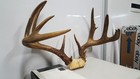 157 7 8  Sweet 22 7 8 Wide 6x5 Whitetail Deer Rack Antlers Mule Mount Taxidermy