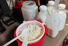 Kefir Grains From Organic California Pasteurized Milk 10  Grams   2 Tsp  