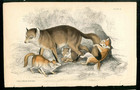 1840 Jardine Naturalist s Library 2 Antique Mammal Prints Foxes  Cubs