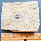 Fossil Trilobite Tail Pygidium On Sea Floor   Bangor Limestone   Alabama