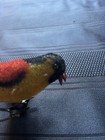 Antique german  Schuco  clockwork Working Wind Up Toy Mohair Pecking Bird nice