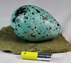 Auuk  Egg   Atlantic  Iceland  Taxidermy  Unique  Authentic