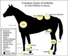 Parar Los Dolores Artritis En Caballos Arthitis Osteoartritis Made In Usa