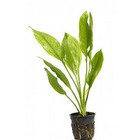 Potted Live Aquarium Plants Bundle 6 Pots Freshwater Tank Pack Buy 2 Get 1 Free