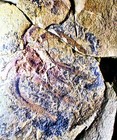 Rare Complete 5cm  Unprepared Marrelomorphe  Tremadoc Series  Fezouata  Morocco