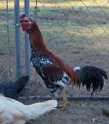  Thai Chicken Hatching Eggs 6