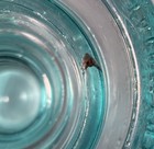 Whitall Tatum Co  Rare W Fly Trapped   No 1    light Blue Aqua    insulator Mold  5