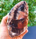 3 Lb 2 85 Oz Natural Opalized Mirror Polished Multicolor Petrified Wood Uv