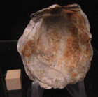   Pyritized Texas Cretaceous Fossil Mollusk Bivalve Alectryenia Eagleford Shale