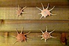 Guildfordia Yoka 3  Collectible Beautiful Specimen Seashell Beach Decor