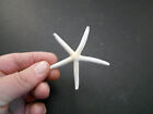 6 White Pencil  finger  Starfish 2-3  Beach Wedding Nautical Decor Art   Crafts