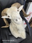 Taxidermy Ram Goat Sheep Head Wall Shoulder Mount White
