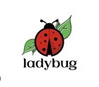 1500 Premium Fresh Live Ladybugs 2025 Spring Seasons Bugs 
