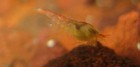 70  Hawaiian Red Shrimp Opae Ula Halocaridina Rubra   Chaeto Algae