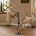 Black Trophy Tree Pedestal Stand Deer Shoulder Mount For 3 Taxidermy Display