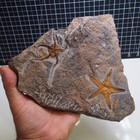 1 5kg Starfish Ophiura Sp    Asteroidea Sp  Fossil Morocco Ordovician
