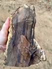 5 33 Lb Biggs Picture Jasper Cut Lapidary Rough From Biggs  Oregon