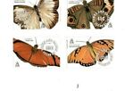 Turks And Caicos 1991 - Butterflies - Set Of 8 Stamps - Scott  893-900 - Mnh
