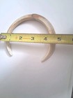 Hawaiian Boar Tusk  Big Island  Sourced