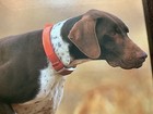 German Shorthaired Pointer On Point Framed Photo 8  X 10  Denver Bryan