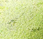 1 000 Duckweed Plants     Buy 2 Get 1 Free     Aquarium   Pond Floating Plants