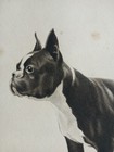 Antique Boston Terrier Dod Print Signed