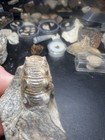 Montana Cretaceous Ammonite In Matrix Fox Hill Formation Wolf Family Collection
