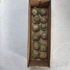 Datura Inoxia Seed Pods Lot  of  12  closed  capsules Moonflower Thornapple Organic