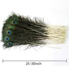 Peacock Feathers Long Natural In Bulk 25-30 Inch 60-70 Cm For Craft Vase Wedding