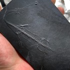 Guizhou Fossil Specimens