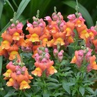 Orange Wonder Snapdragon Seeds   Heirloom   Free Shipping   Flower Seeds   1294