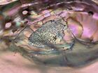 Rare Large Red Abalone Shell Magnificent Color 8 1 2 X 6 1 2 Inches