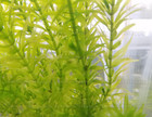 Low Light Planted Fish Aquarium Live Plant Easy Bundle 5-10 Gallon Variety Pack 