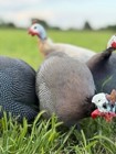 14 Fresh Guinea Bird Fowl Hatching Eggs Pinto  Pied  Choclate  Pearl   Many More