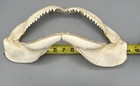Large Shark Jaw Fossil     
