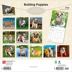 Bulldog Puppies   2026 12x24   hanging  Square Wall Calendar   Plastic-free