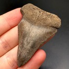 Great White Shark Tooth Fossil Sharks Teeth Fossils Ocean Ancient Nc Gem