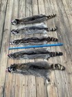 Taxidermy   cased  Tanned Missouri Raccoon Fur  Skin  Pelt  Hide  log Cabin 