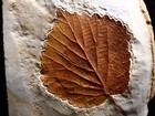 Well Preserved Leaf Fossil  Morton Co   Montana