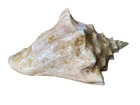 Large Old Conch Seashell Spiral Horned Pink White Ocean 9x5x6    2 